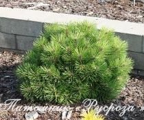 Сосна горная 