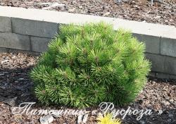 Сосна горная 