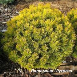 Сосна горная 