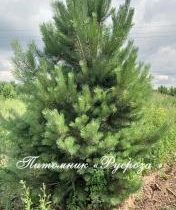 Сосна обыкновенная 200-250