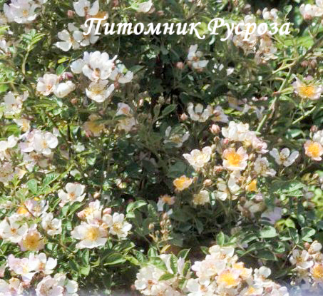 ARABELLA'S RAMBLER