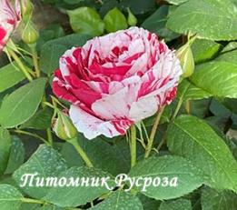 ARABESQUE (Interstreep)