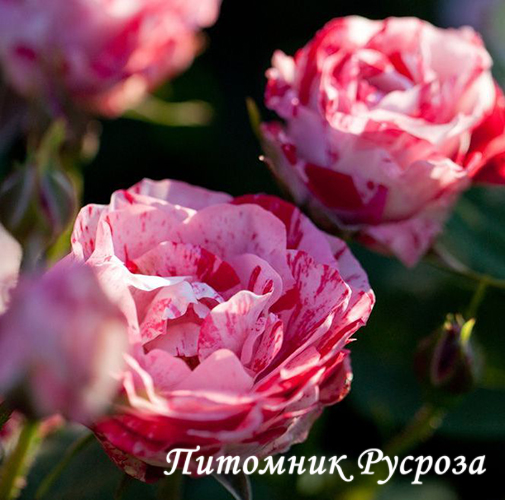 ARABESQUE (Interstreep)