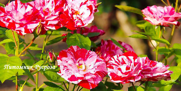 ARABESQUE (Interstreep)