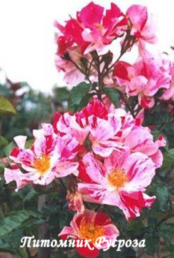 ARABESQUE (Interstreep)