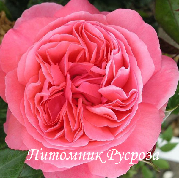 ANNIVERSARY SPLENDOUR