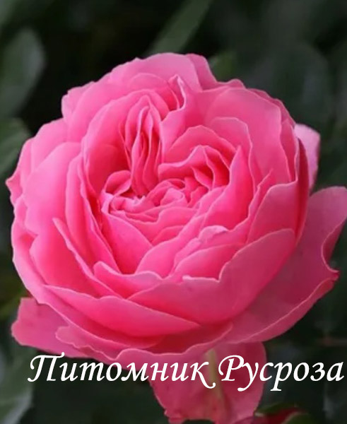 ANNIVERSARY SPLENDOUR