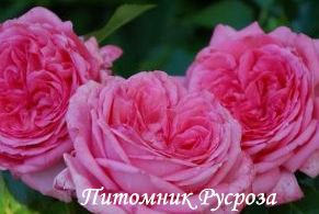 ANNIVERSARY SPLENDOUR