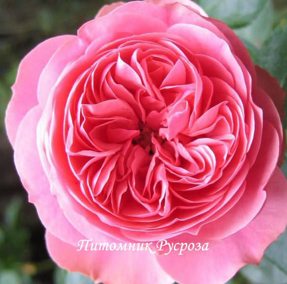 ANNIVERSARY SPLENDOUR