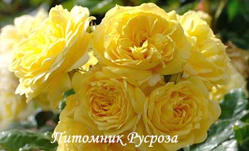 ANNY DUPERAY (YELLOW MEILOVE)