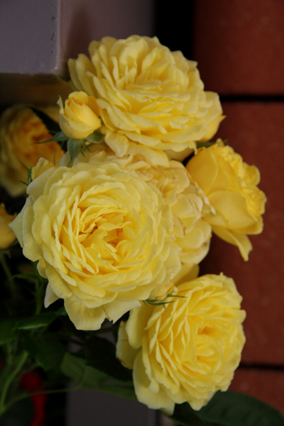 ANNY DUPERAY (YELLOW MEILOVE)