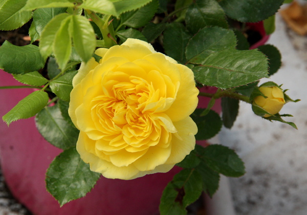 ANNY DUPERAY (YELLOW MEILOVE)