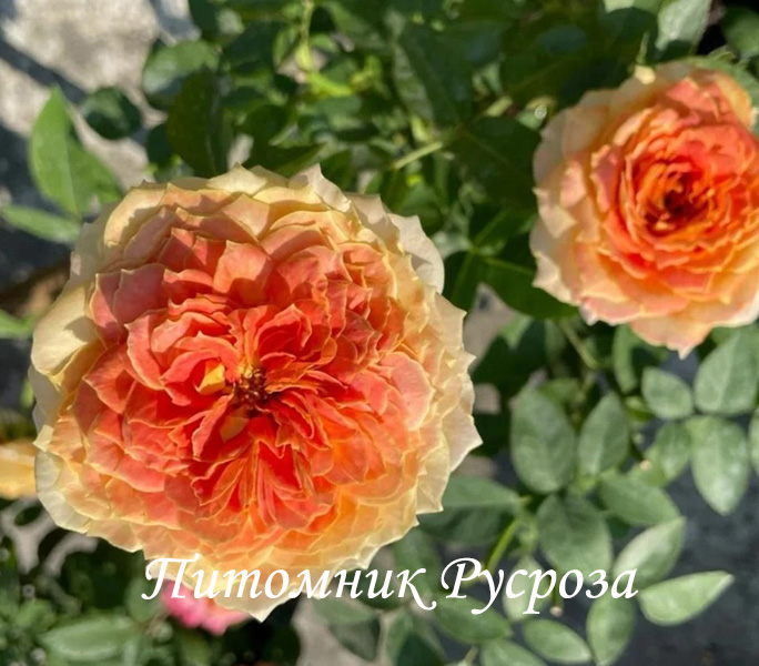ANTIQUE CARAMEL