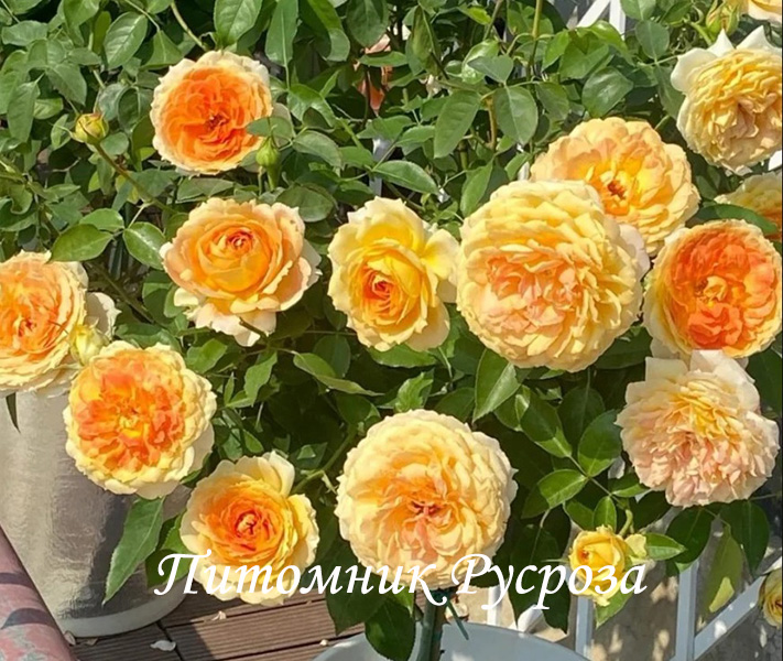 ANTIQUE CARAMEL