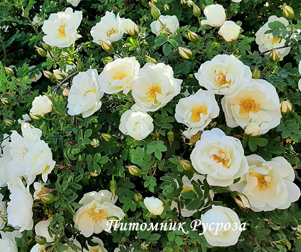 ALTAICA (Spinossisima)