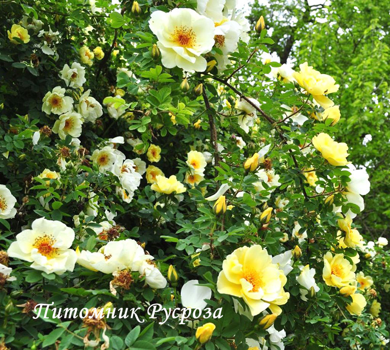 ALTAICA (Spinossisima)