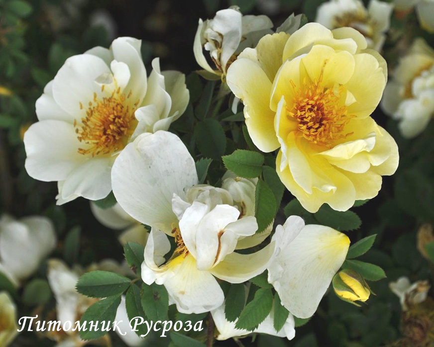 ALTAICA (Spinossisima)