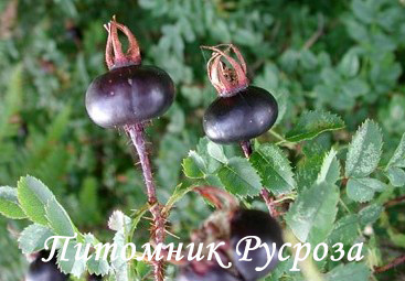 ALTAICA (Spinossisima)