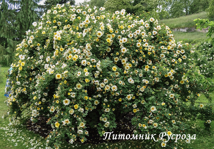 ALTAICA (Spinossisima)