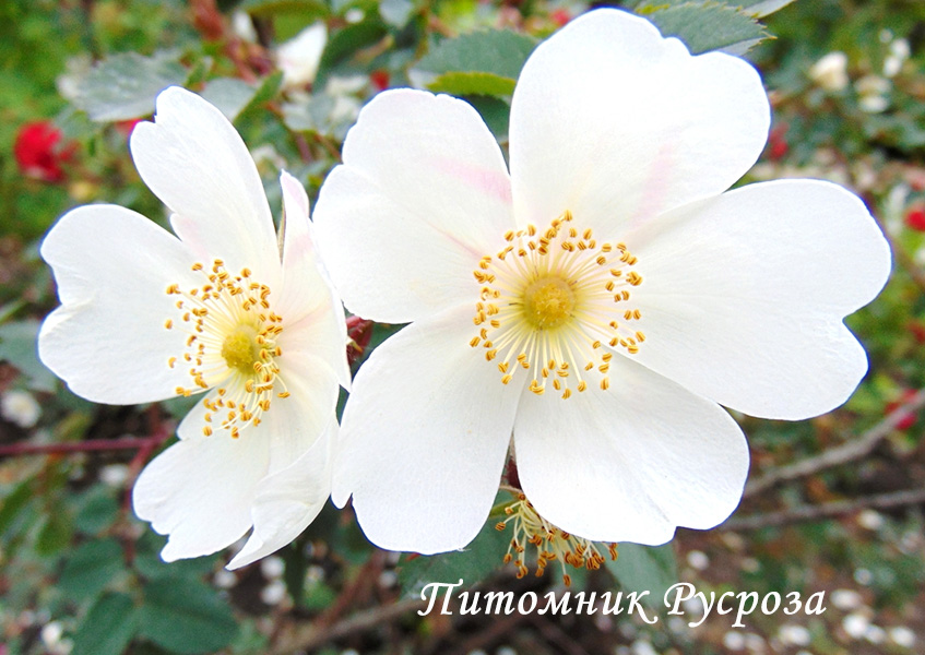 ALTAICA (Spinossisima)