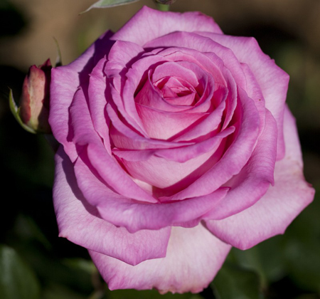 ALTERA ROSA