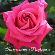 ФЕОДОСИЙСКАЯ КРАСАВИЦА