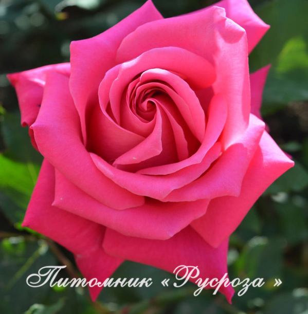 ФЕОДОСИЙСКАЯ КРАСАВИЦА