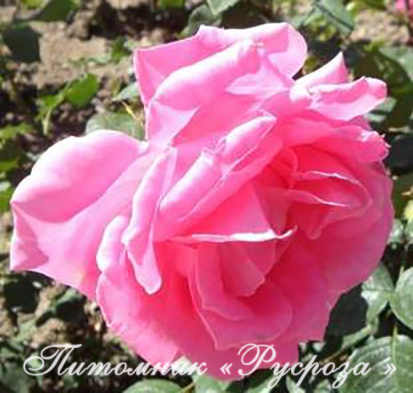 ФЕОДОСИЙСКАЯ КРАСАВИЦА