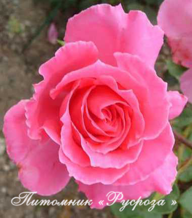 ФЕОДОСИЙСКАЯ КРАСАВИЦА