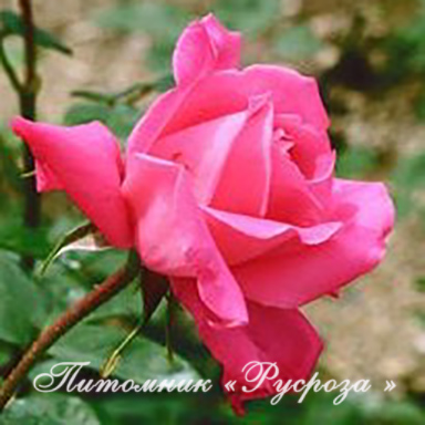 ФЕОДОСИЙСКАЯ КРАСАВИЦА