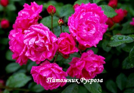 ХАРЬКОВЧАНКА