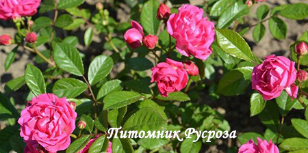 ХАРЬКОВЧАНКА