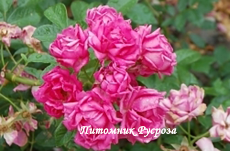 ХАРЬКОВЧАНКА