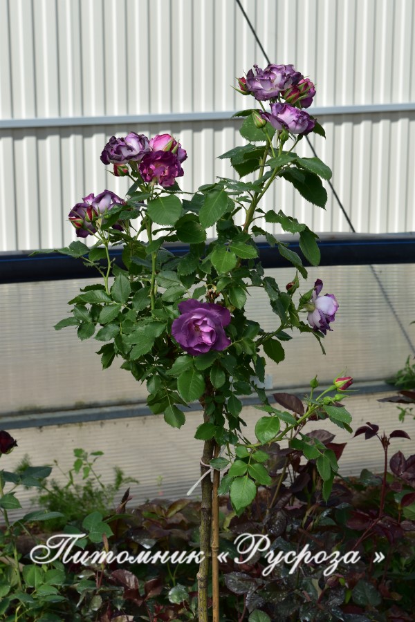 BLUE FOR YOU (PEJAMBLU) ШТ 90-100