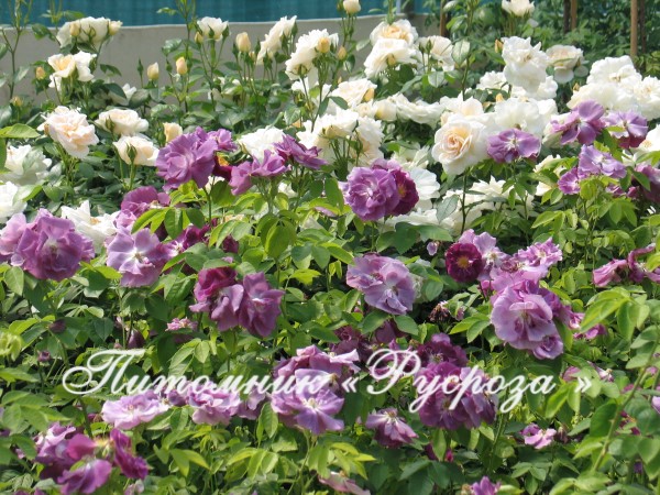 BLUE FOR YOU (PEJAMBLU) ШТ 90-100