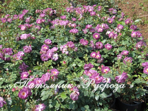 BLUE FOR YOU (PEJAMBLU) ШТ 90-100