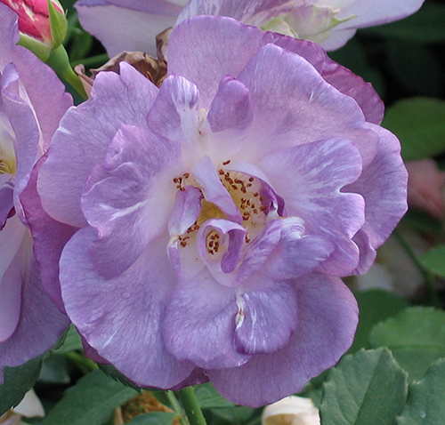 BLUE FOR YOU (PEJAMBLU) ШТ 90-100