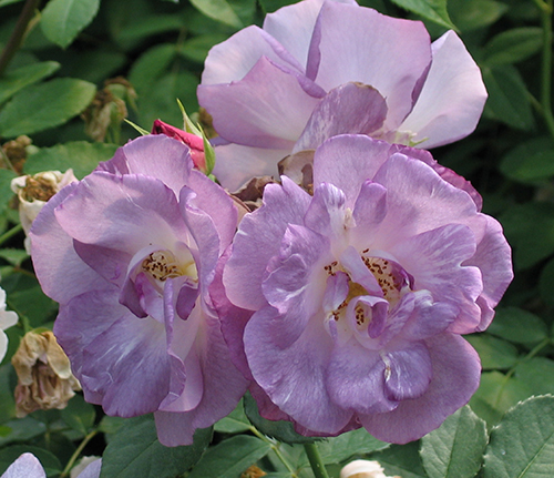 BLUE FOR YOU (PEJAMBLU) ШТ 90-100