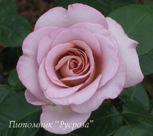 BLUE GIRL (SAUTARI) ШТ 80-110