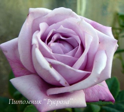 BLUE GIRL (SAUTARI) ШТ 80-110