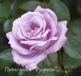 BLUE GIRL (SAUTARI) ШТ 80-110