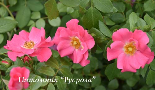 BLUHWUNDER 08 ШТ 60-90-120