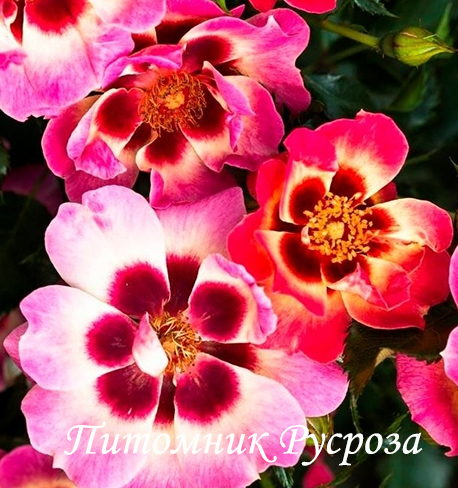 BLUSHING BABYLON EYES ШТ 60-80