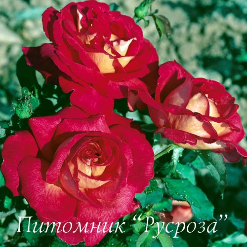 BOLCHOI ШТ 80-110