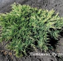 Можжевельник средний 