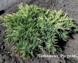 Можжевельник средний 