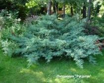 Можжевельник средний 