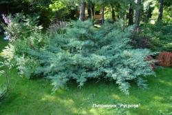 Можжевельник средний 