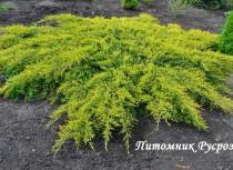 Можжевельник средний 