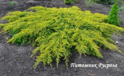 Можжевельник средний 